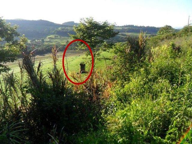 哈利·波特与凤凰社(原声版)