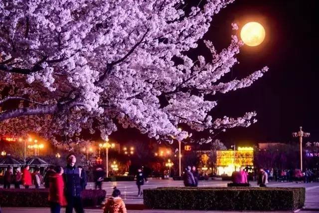 光荣之路上的狗