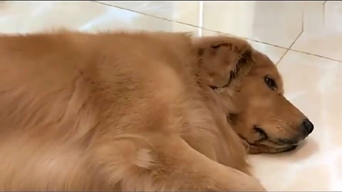 养鬼吃人4：血统